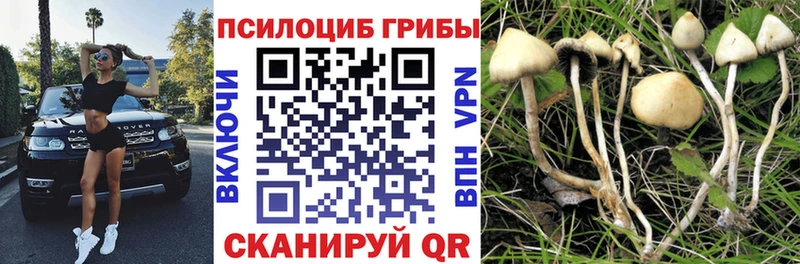 купить наркотик Касимов omg маркетплейс Псилоцибиновые грибы Cubensis
